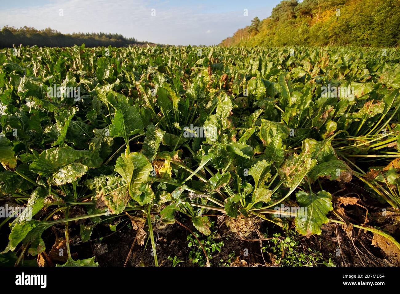 Field of sugar beet, growing on a field under a blue sky Stock Photo