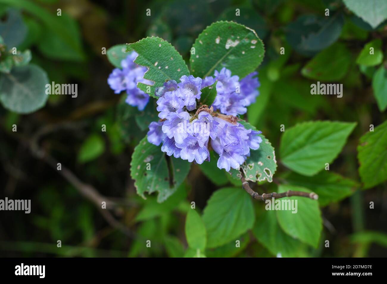 Neelakurinji scientifically called as Strobilanthes Kunthiana is a