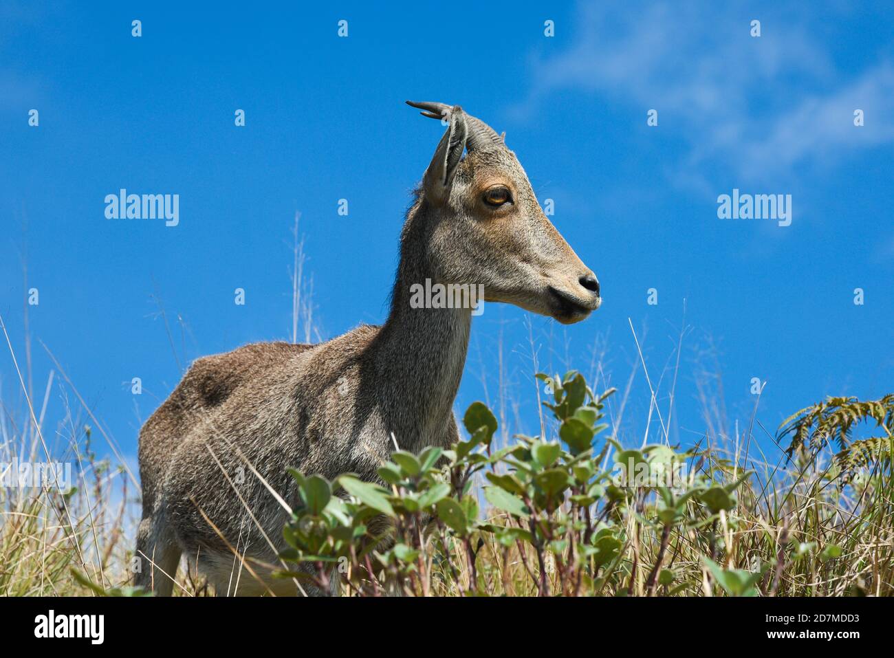 Mountain goat Nilgiri Tahr Nilgiritragus hylocrius Rajamala Wildlife Sanctuary in  Munnar Kerala India Western Ghats.Tea plantation and tea factory Stock Photo