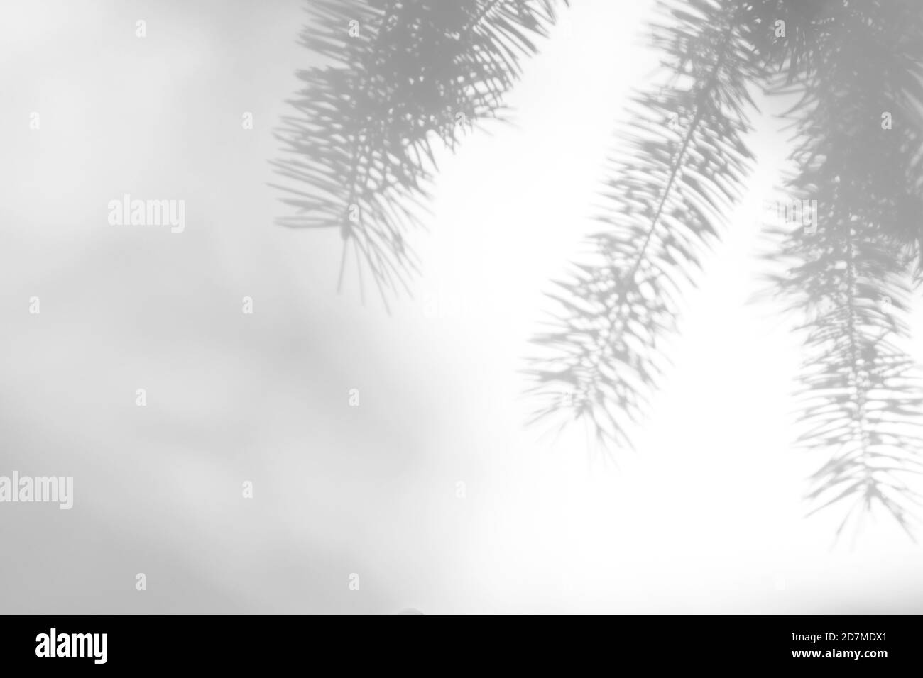 shadows of fir tree branches on a white wall Stock Photo - Alamy
