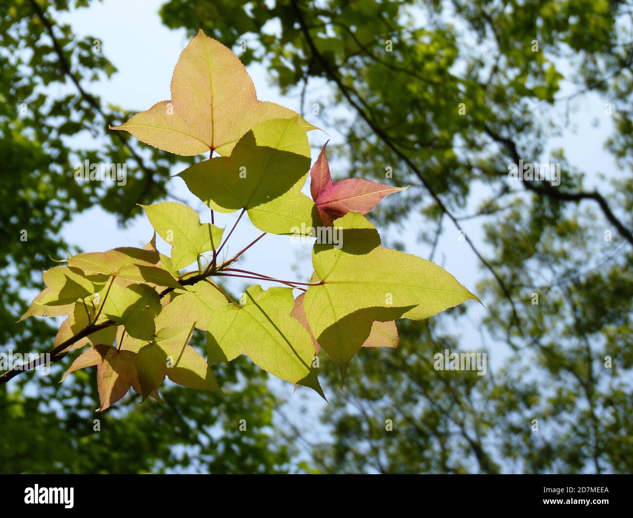 Selective focus shot of fresh foliage of Chinese sweet gum plant Stock Photo