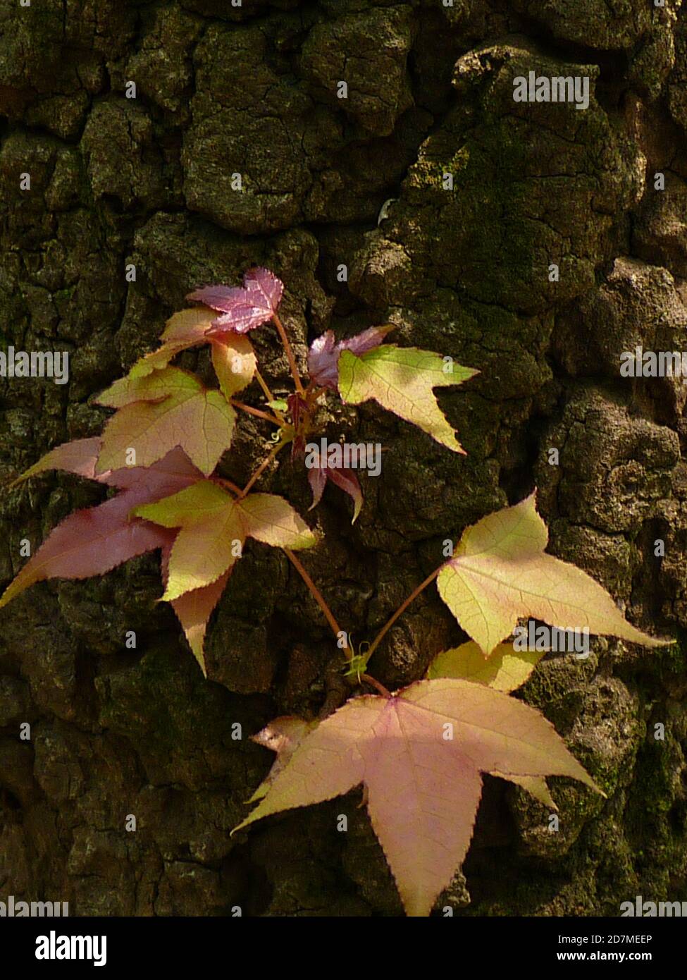 A selective focus shot of fresh foliage of Chinese sweet gum plant Stock Photo