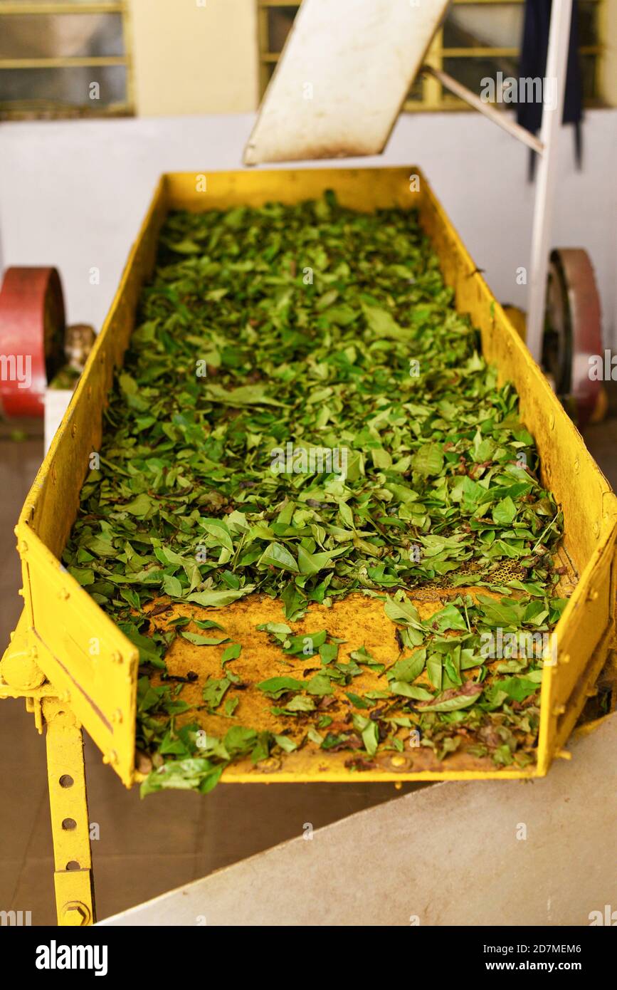 Munnar tea estate in Kerala India. Tea plantation and tea factory with green tea Stock Photo