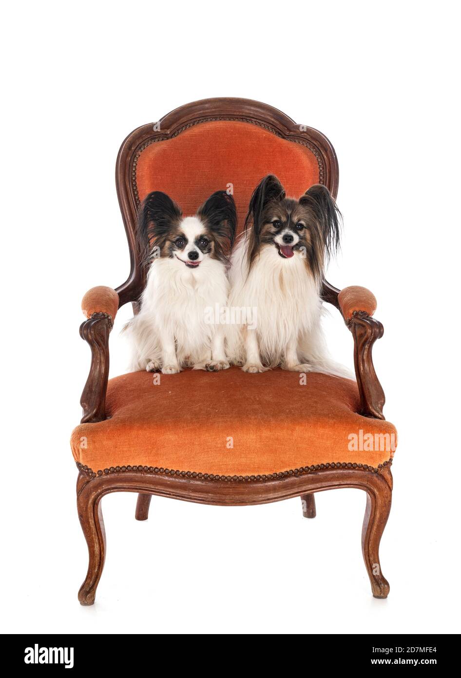 little dogs on chair in front of white background Stock Photo