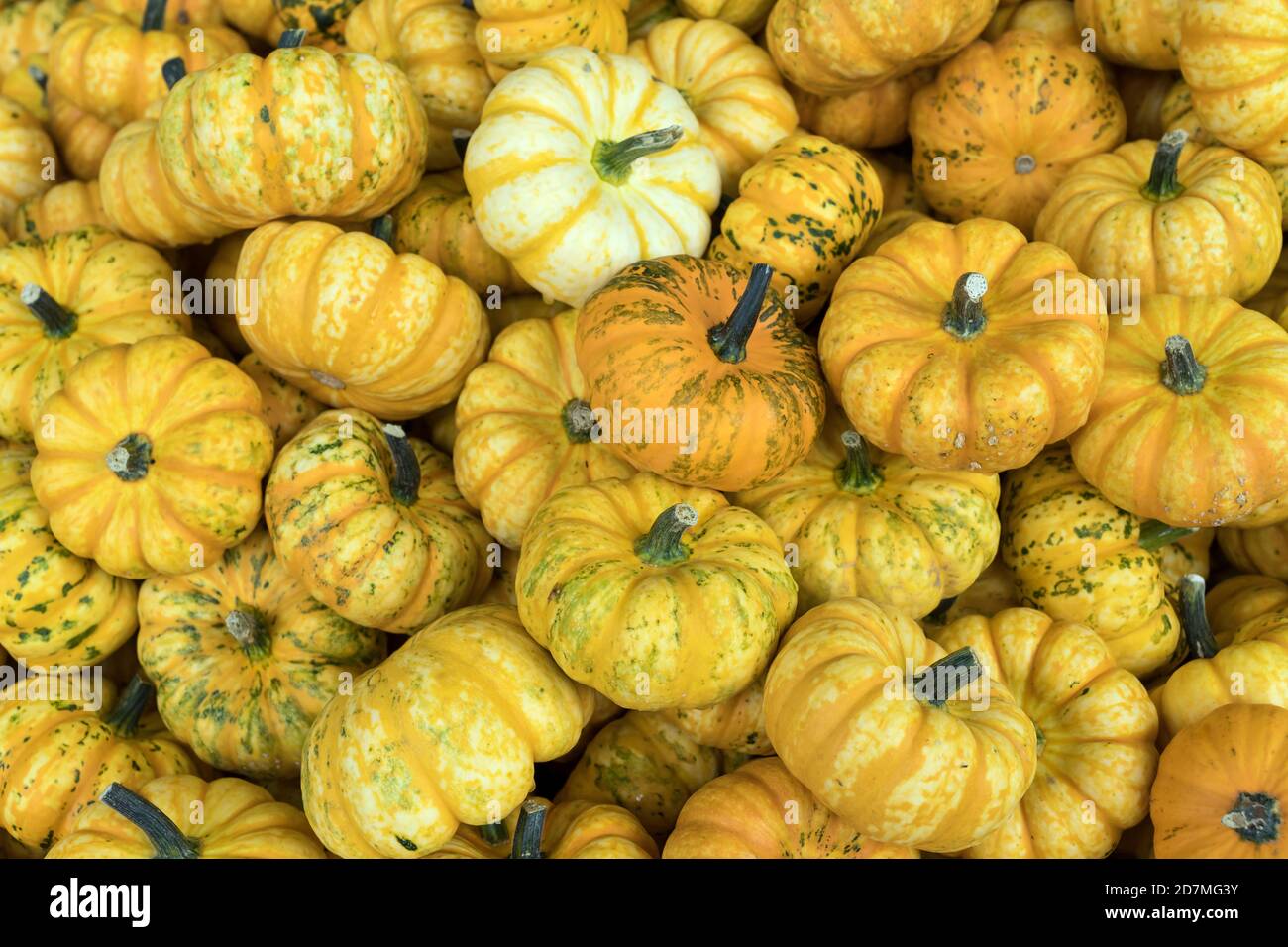 heap of "Microwave" pumpkins at market, shot near Stuttgart, Baden Wuttenberg, Germany Stock Photo
