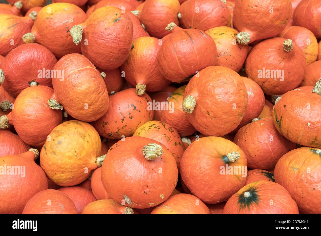 heap of small red Hokkaido pumpkins at market, shot near Stuttgart, Baden Wuttenberg, Germany Stock Photo