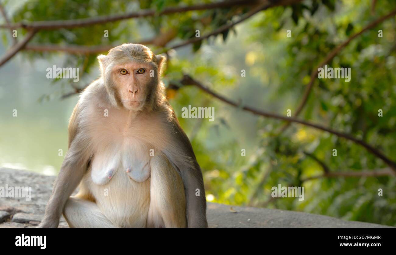 Monkey at zoo Stock Photo - Alamy