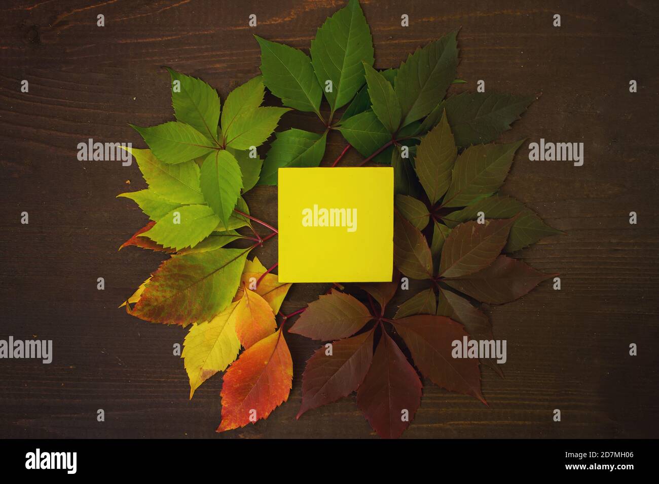 Autumn leaves transition from green to red with yellow square on wooden background. Concept change of season. Mock up Stock Photo