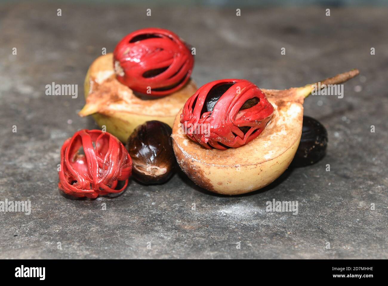 Whole Nutmeg seeds, mace or aril in stone mortar on light blue