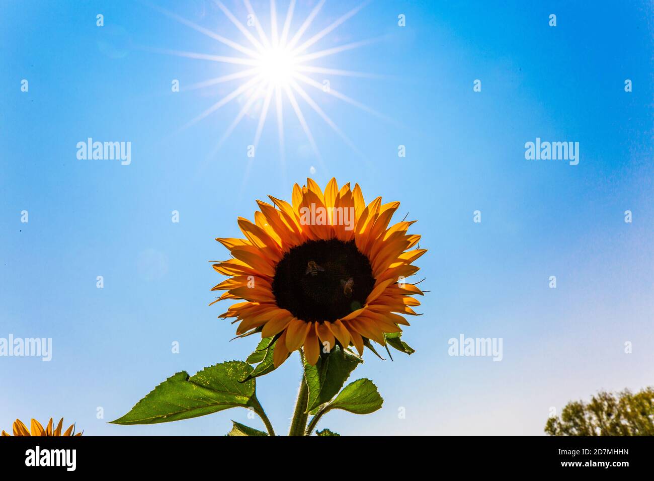 Sunflower in the field with blue sky Stock Photo - Alamy
