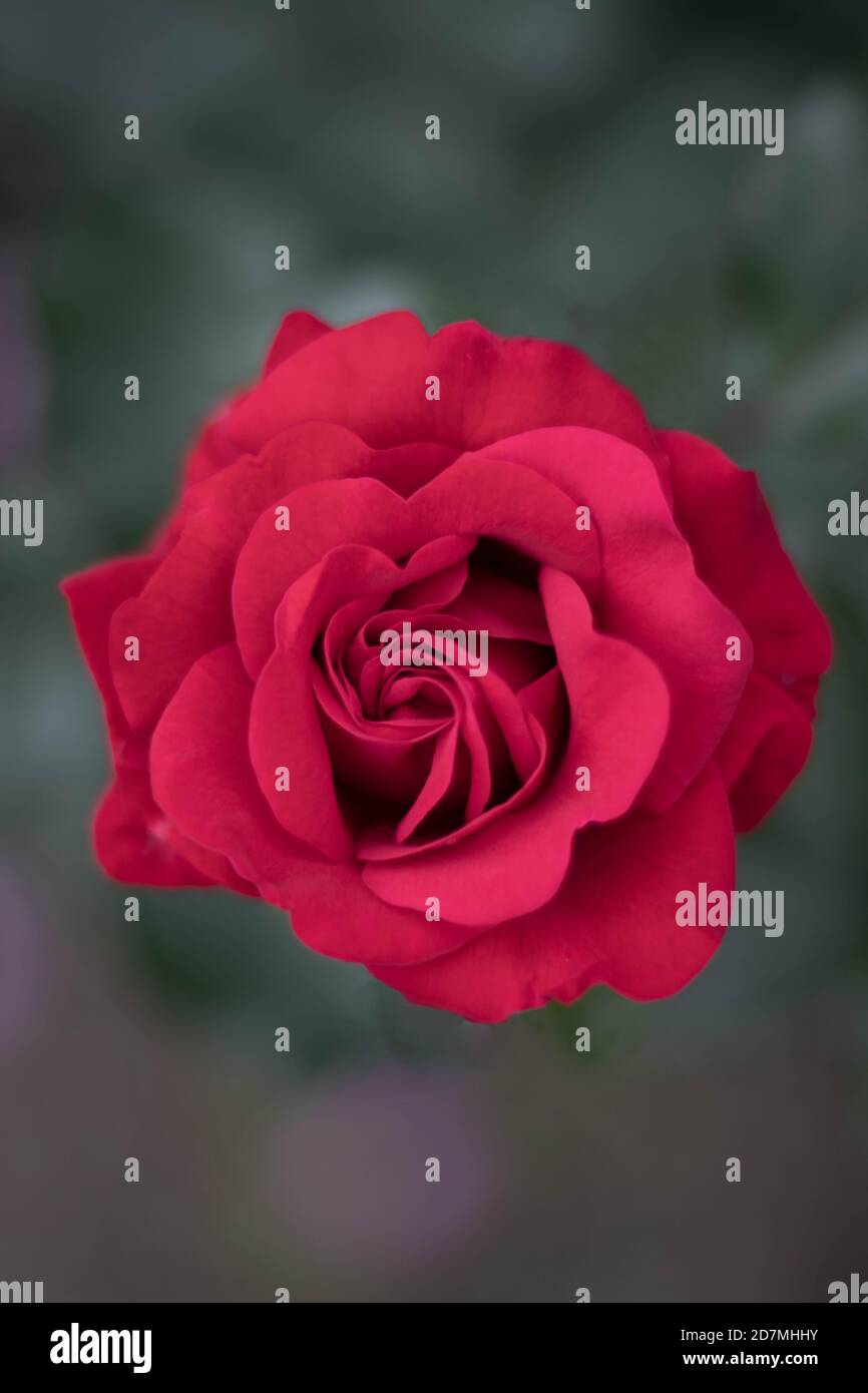 Macro shot of a red rose with blurry background Stock Photo - Alamy