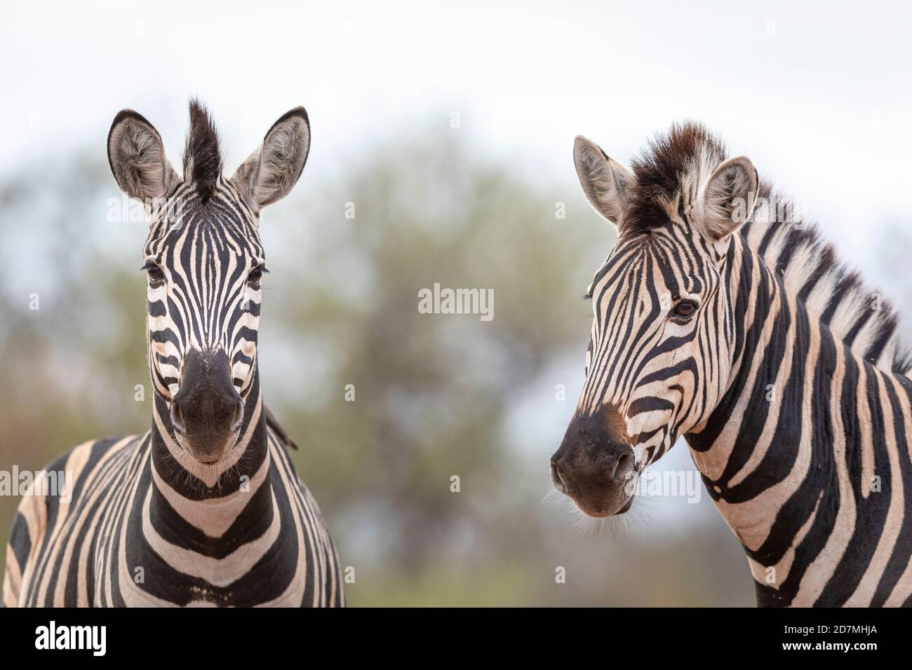 Horizontal portrait of two zebras looking alert in Kruger Park in South Africa Stock Photo