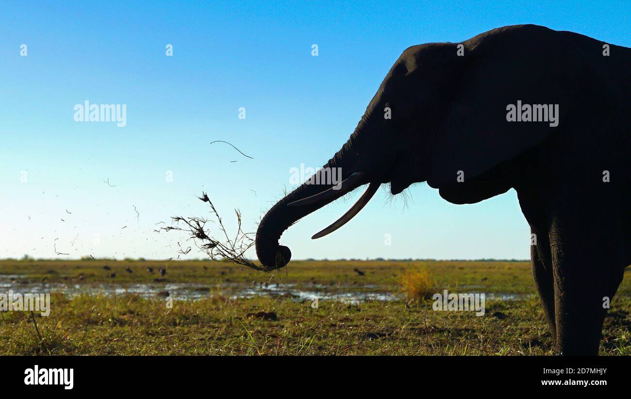African elephant on grasslands swinging grass to eat in chobe national park botswana africa on safari luxury travel adventure travelling delta trunk Stock Photo