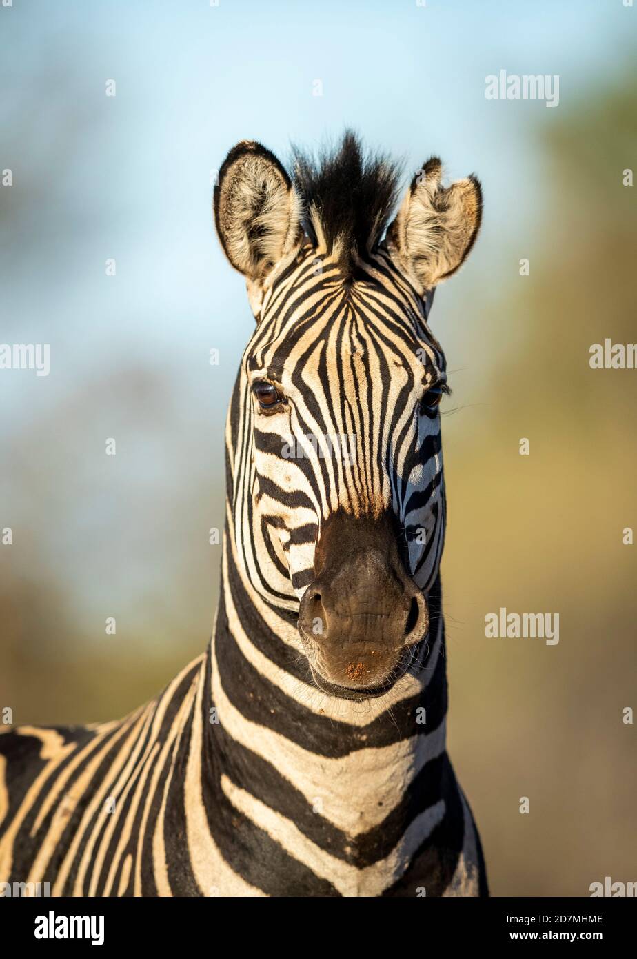 Vertical portrait of an adult zebra standing in afternoon yellow sunlight in Kruger Park in South Africa Stock Photo