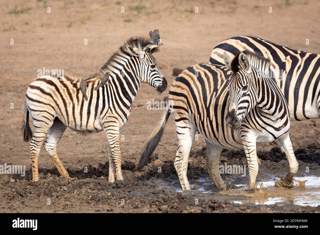 Fluffy baby zebra with ox peckers sitting on its back standing in mud