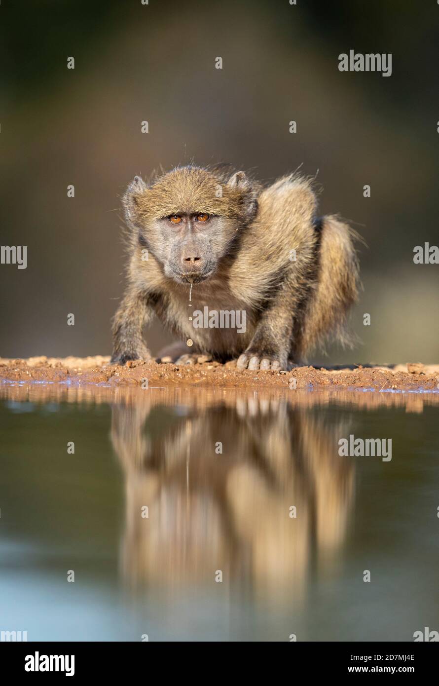 Young baboon drinking water reflection while looking straight at camera in Karongwe reserve near Kruger Park in South Africa Stock Photo