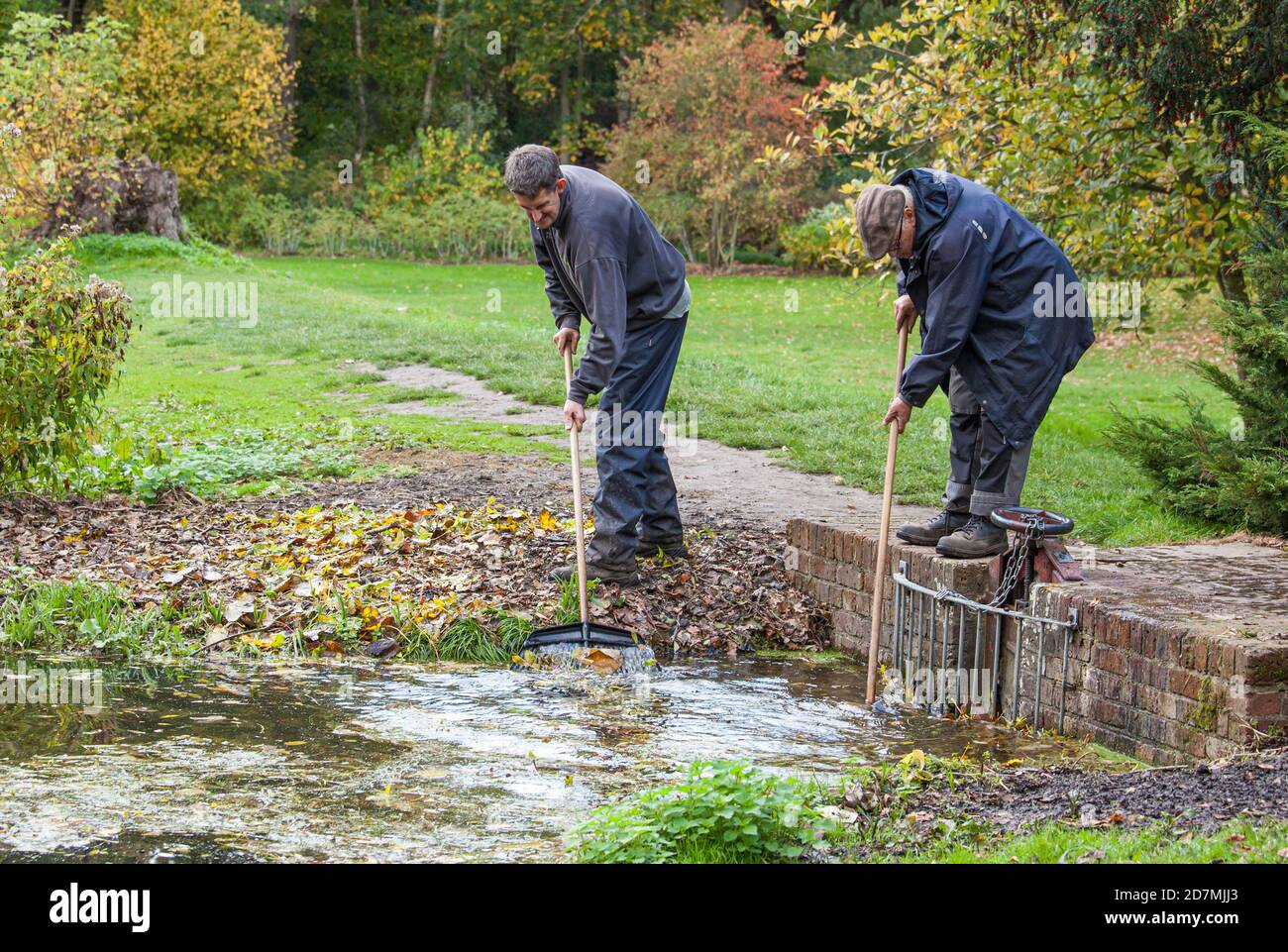 Men clearing leaves from a blocked sluice gate. Stock Photo