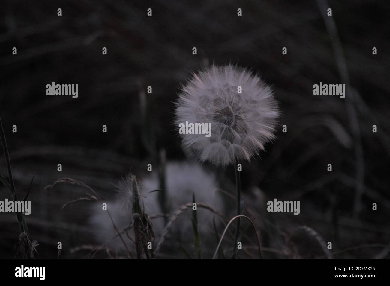 Photograph of a dandelion taken late in the evening, showcasing a hexagonal pattern. Stock Photo