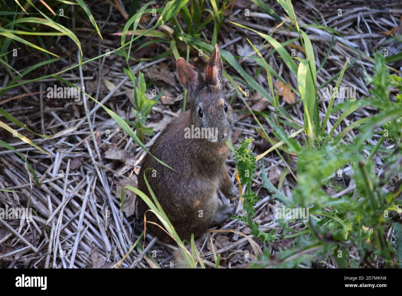 A wild bunny at the Tualatin River National Wildlife Refuge. Stock Photo