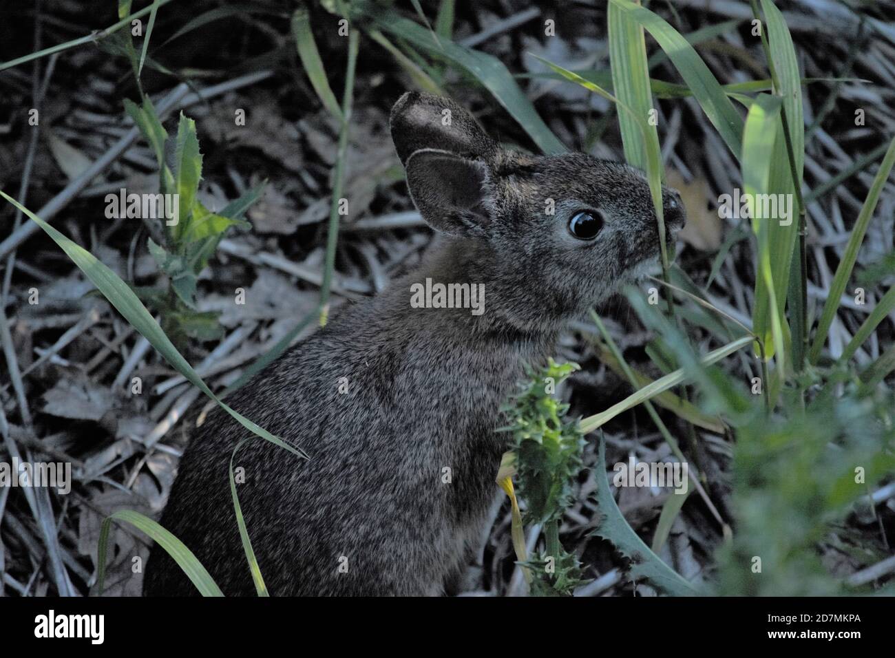 A wild bunny reaching towards some grass at the Tualatin River National Wildlife Refuge. Stock Photo