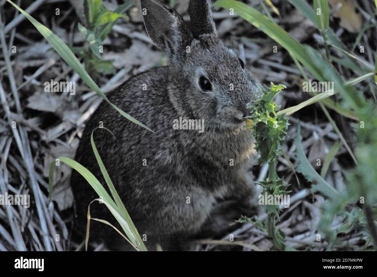 A wild bunny at the Tualatin River National Wildlife Refuge. Stock Photo
