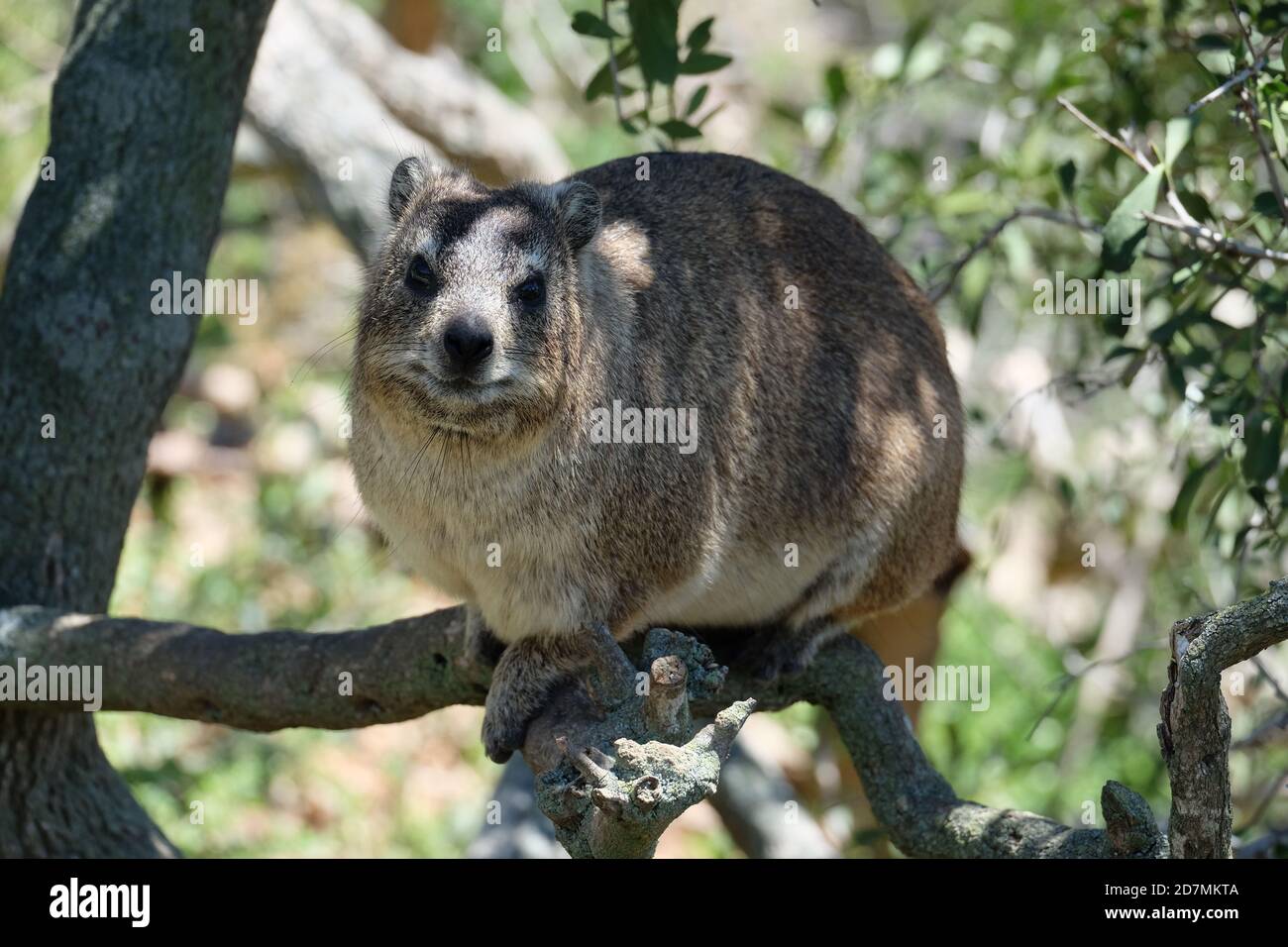 Dassie in South Africa Stock Photo