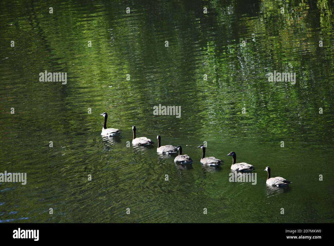 A line of geese swimming on deep emerald green waters at the Tualatin ...