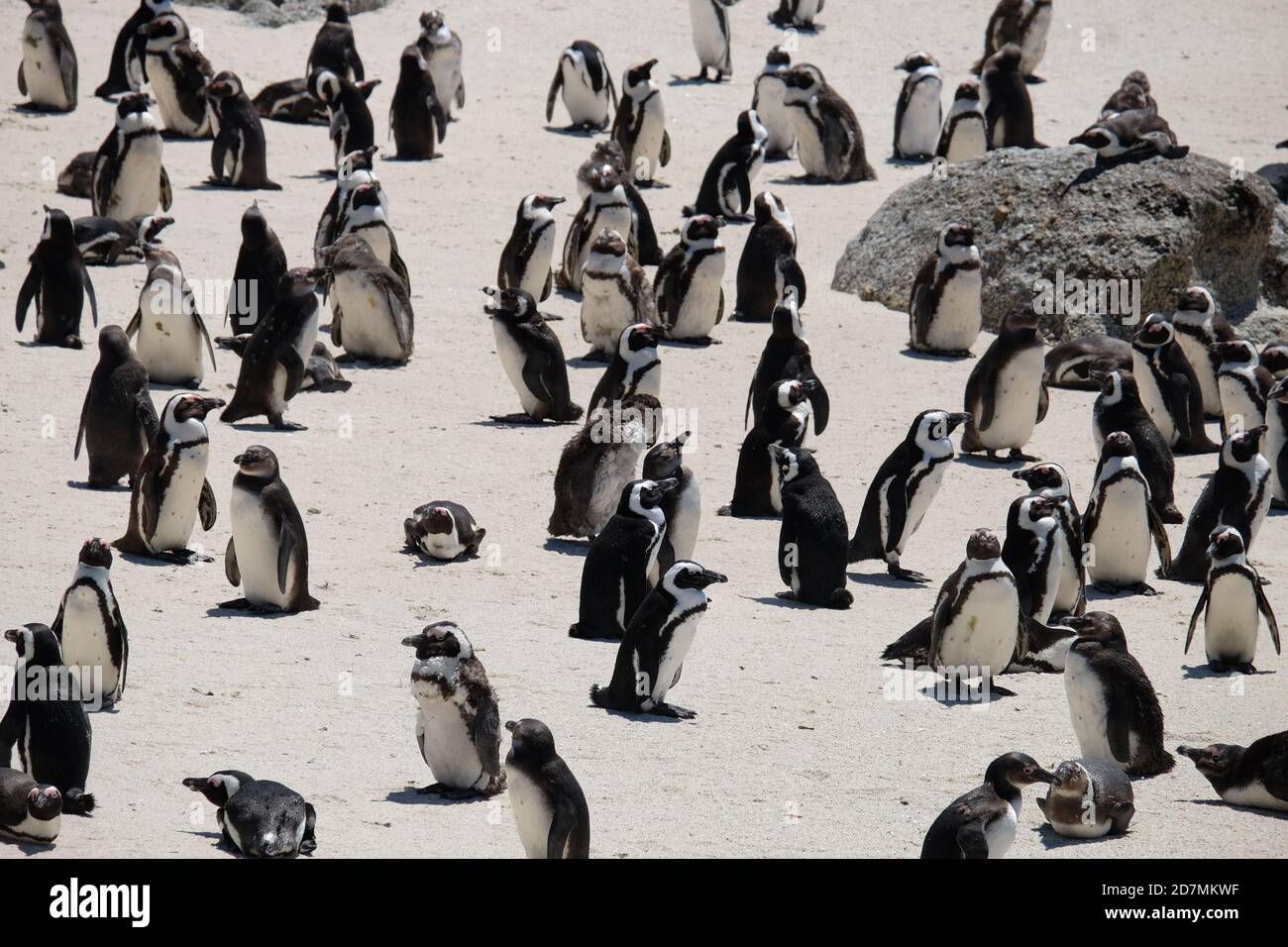 Penguins in South Africa Stock Photo Alamy
