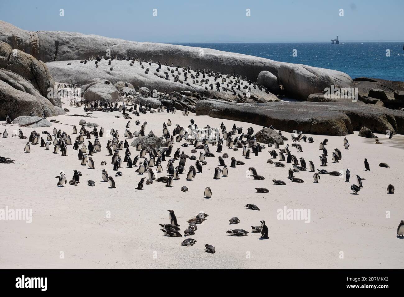 Penguins in South Africa Stock Photo Alamy
