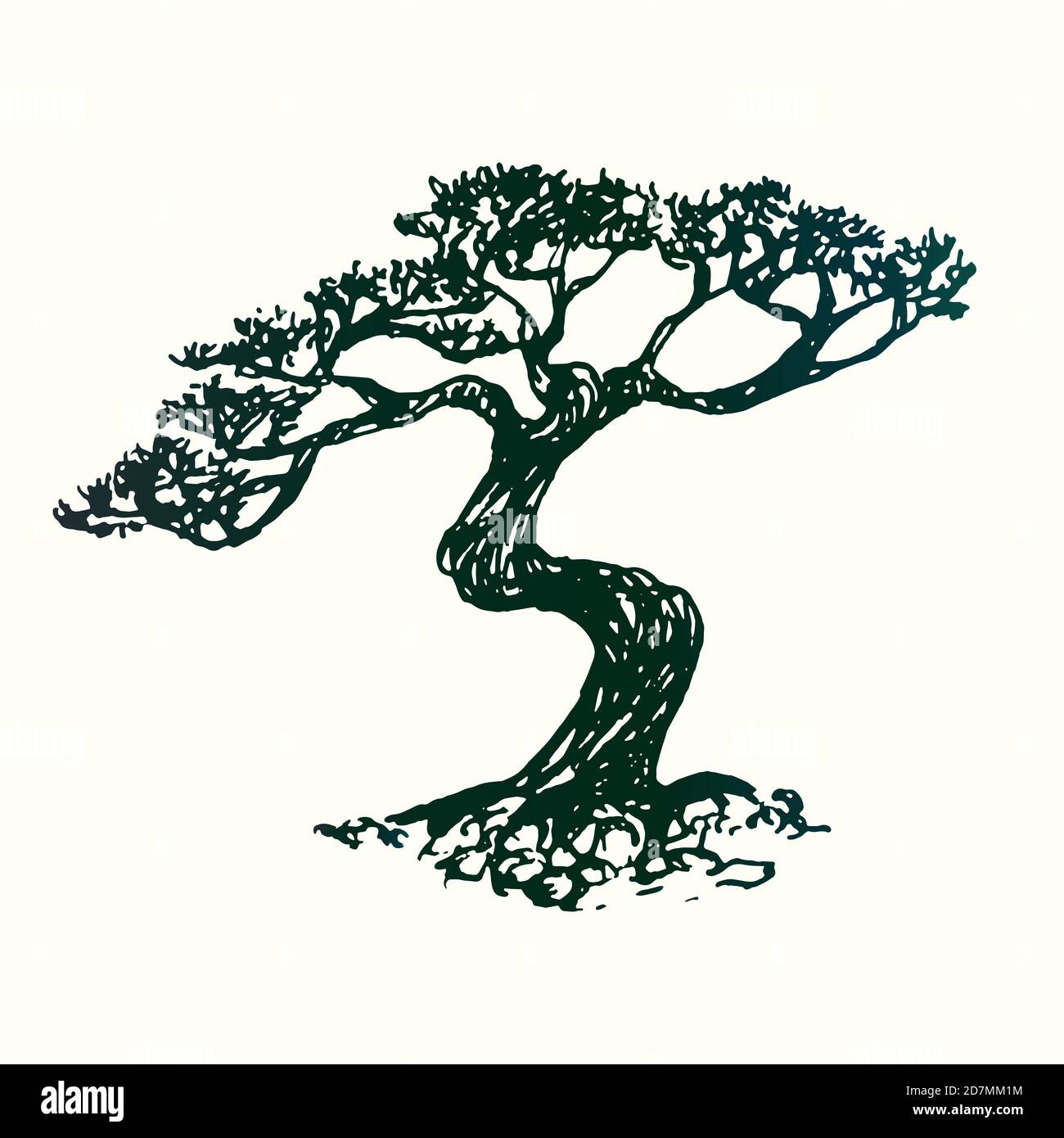bonsai pinus mugo mops Mops Dwarf Mugo Pine main image 0
