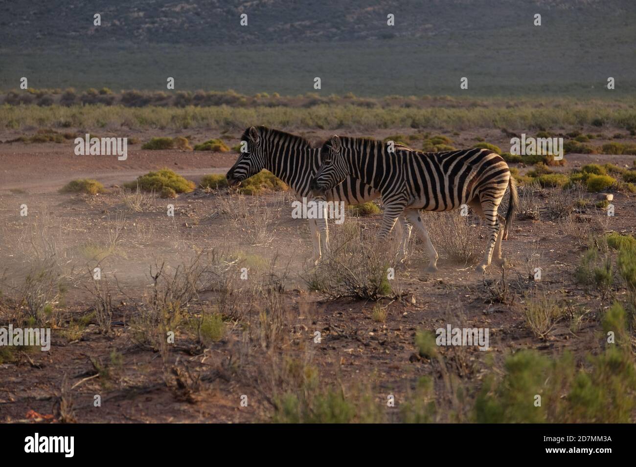 Zebras in South Africa Stock Photo Alamy