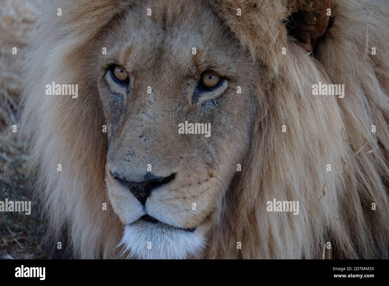 Lions in South Africa Stock Photo