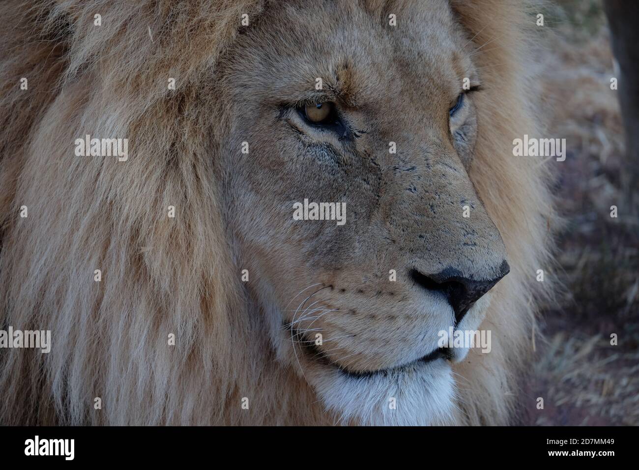 Lions in South Africa Stock Photo