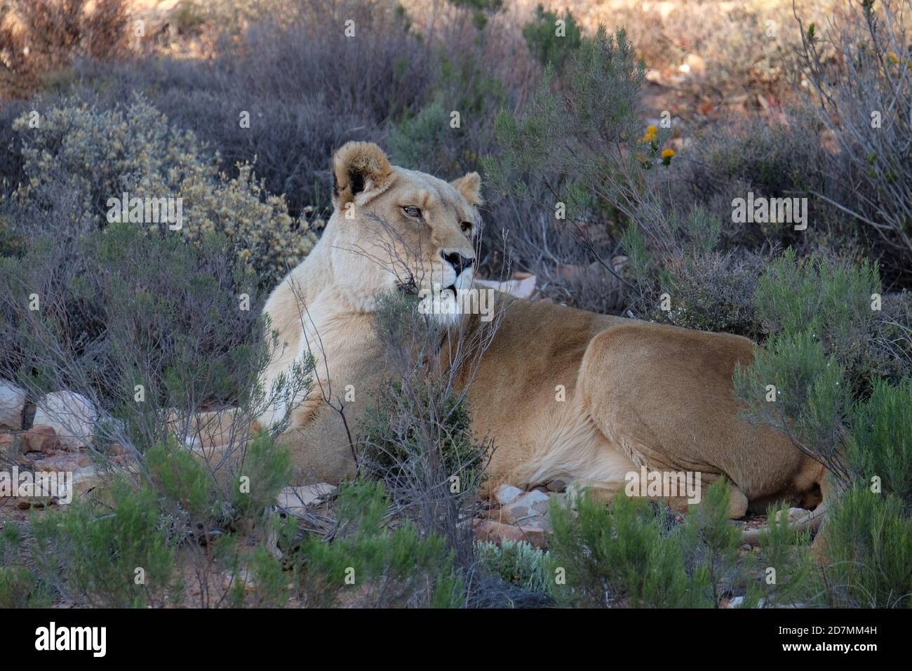 Lions in South Africa Stock Photo