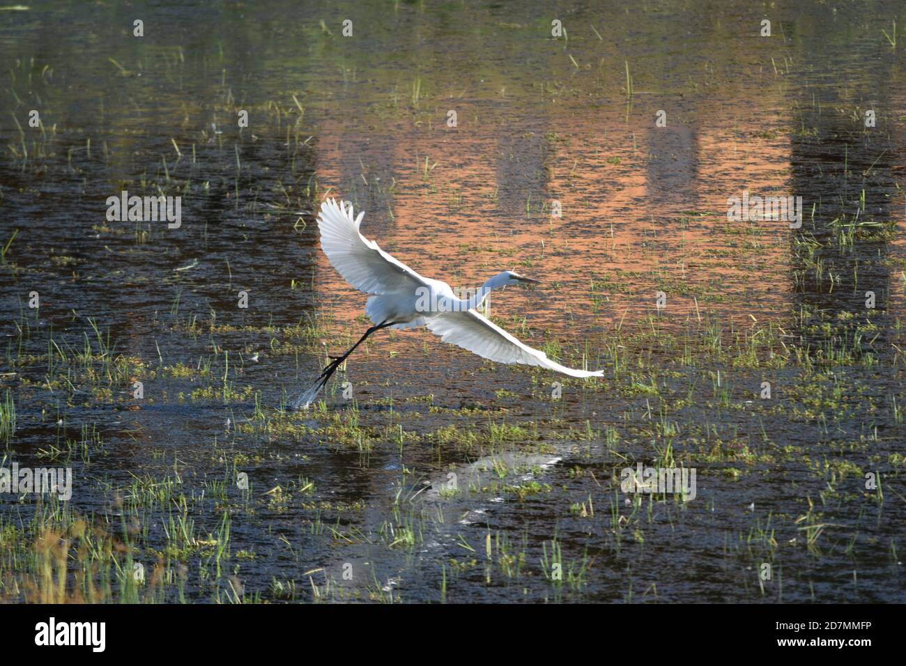 Snowy egret in flight at the Tualatin River Wildlife Refuge in Oregon. Stock Photo