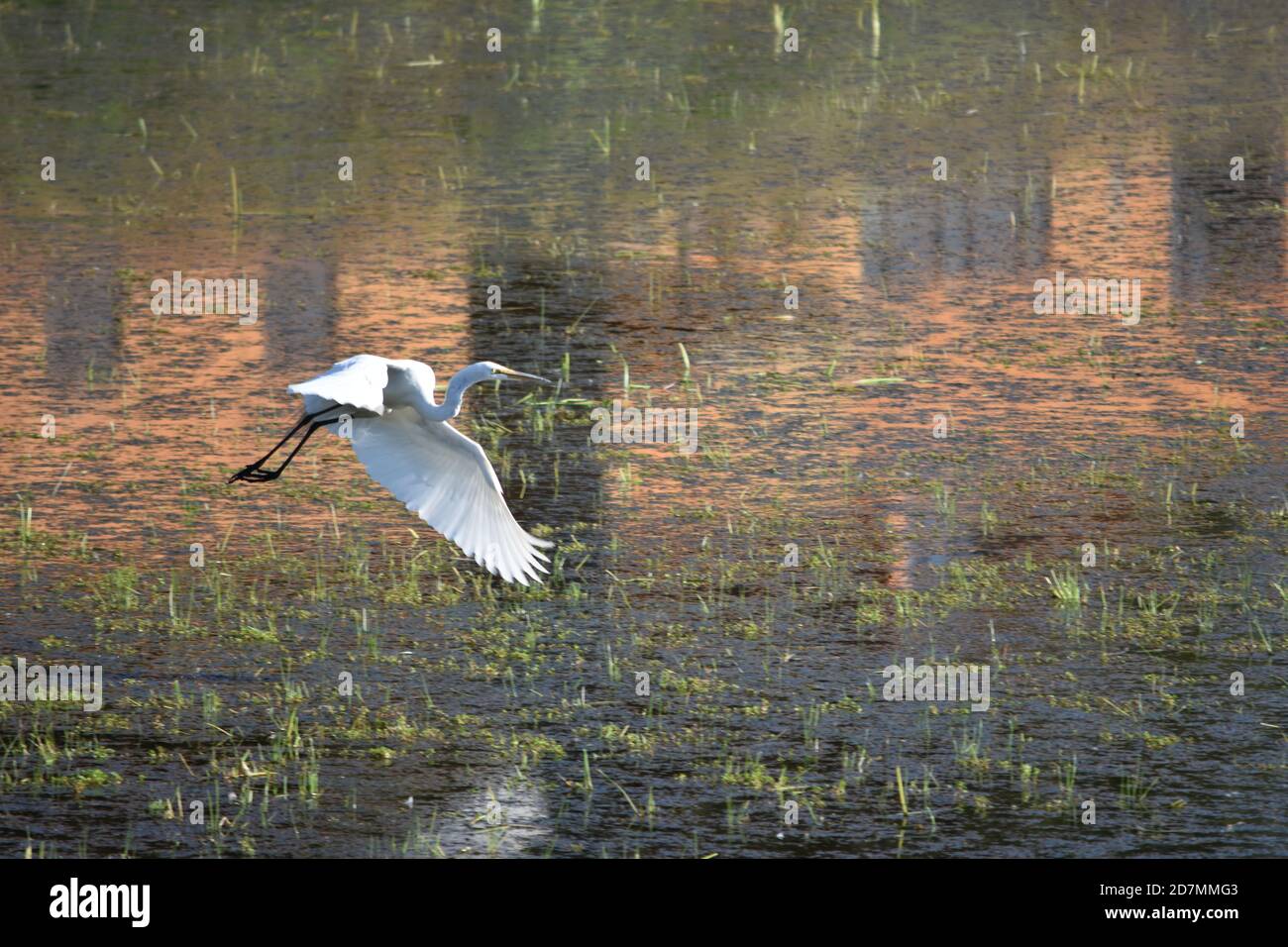 Great Egret in flight at the Tualatin River Wildlife Refuge in Oregon. Stock Photo