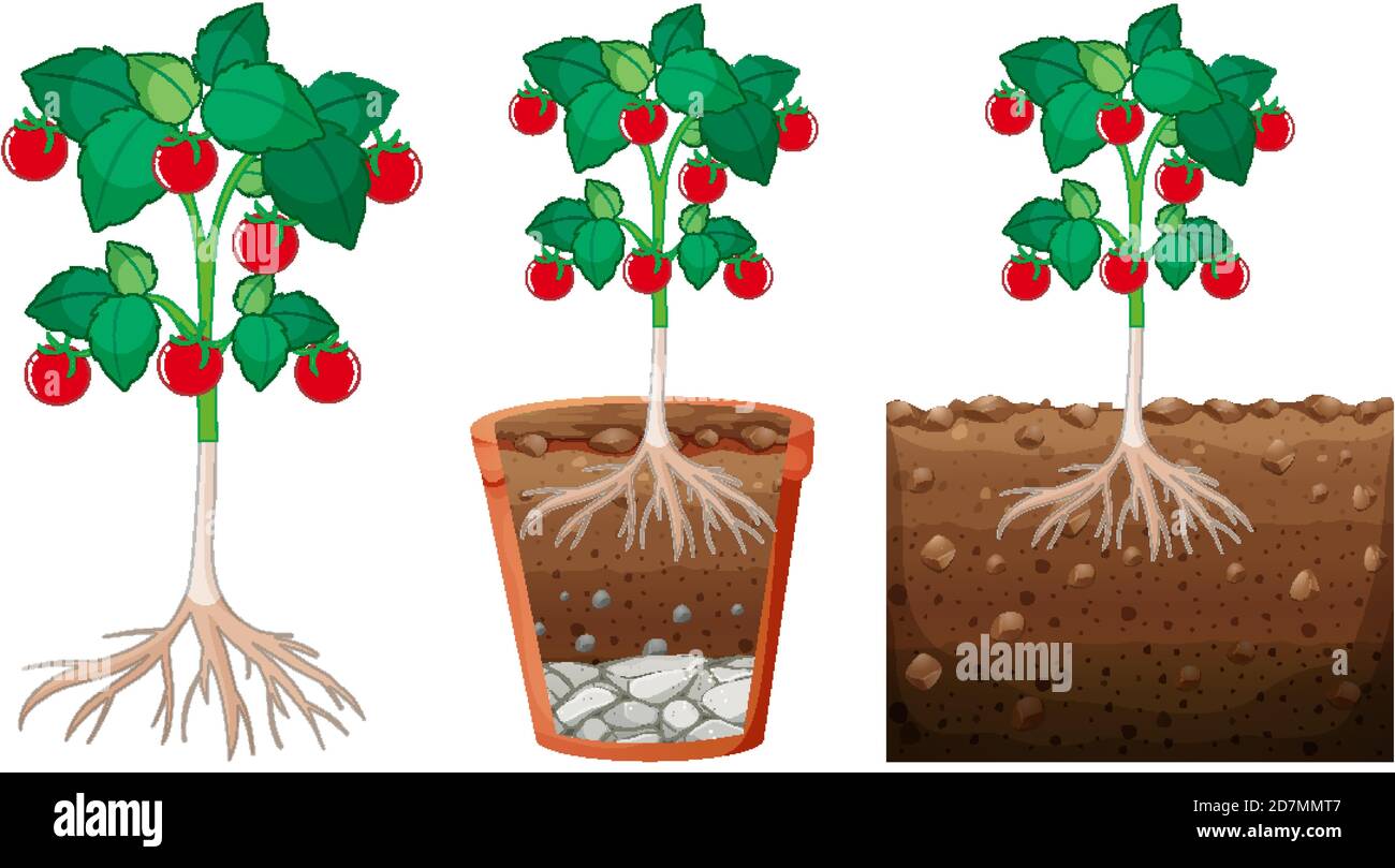 Set of tomato plants illustration Stock Vector Image & Art - Alamy