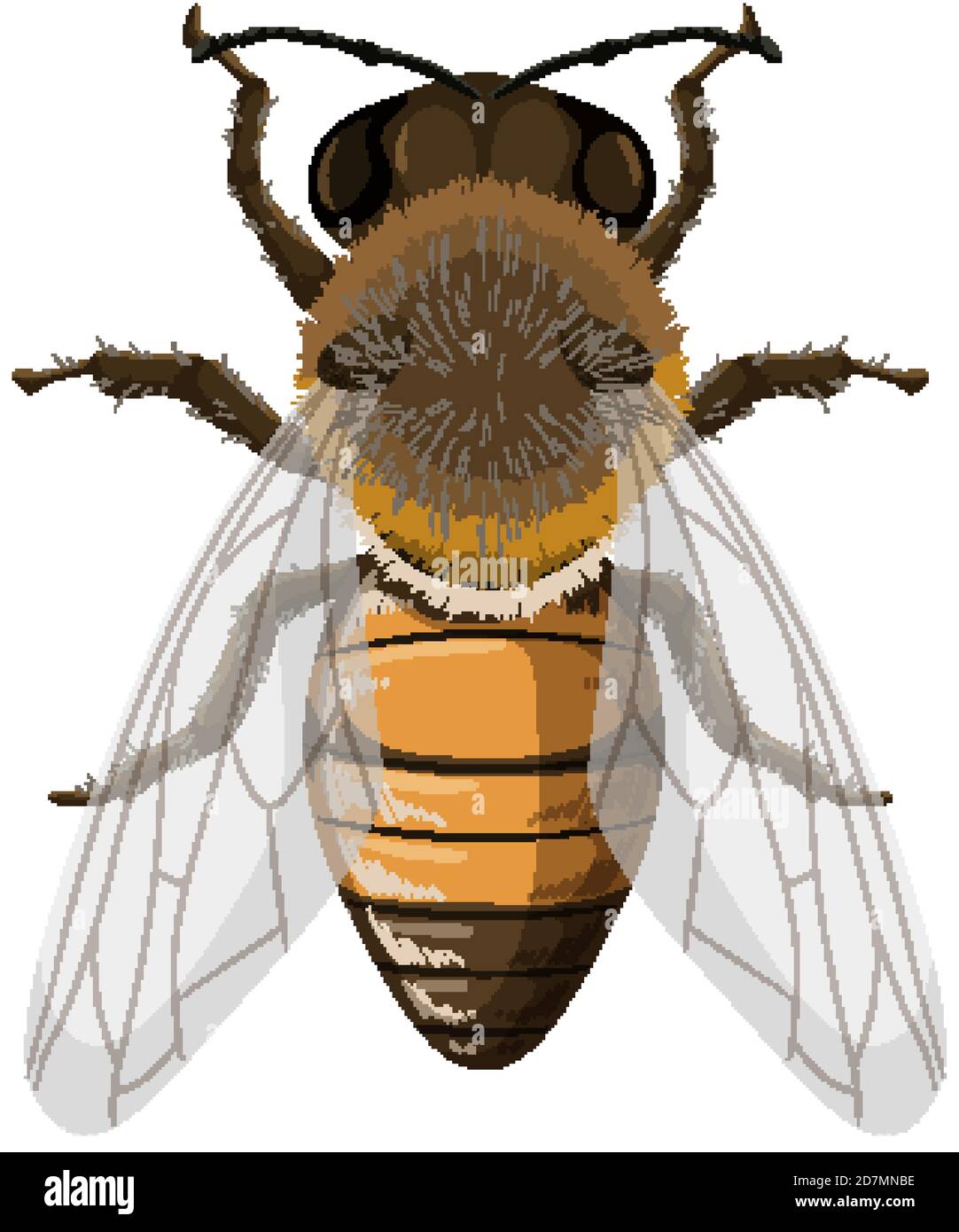 Honey bee isolated on white background illustration Stock Vector Image ...