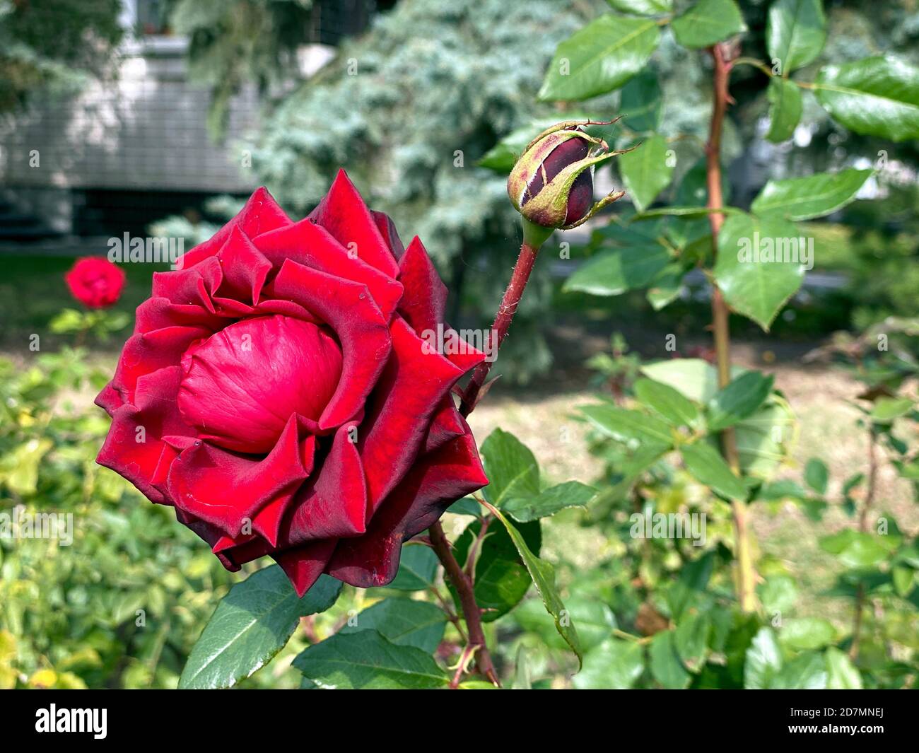 red rose flower blooming in roses garden on green background Stock ...