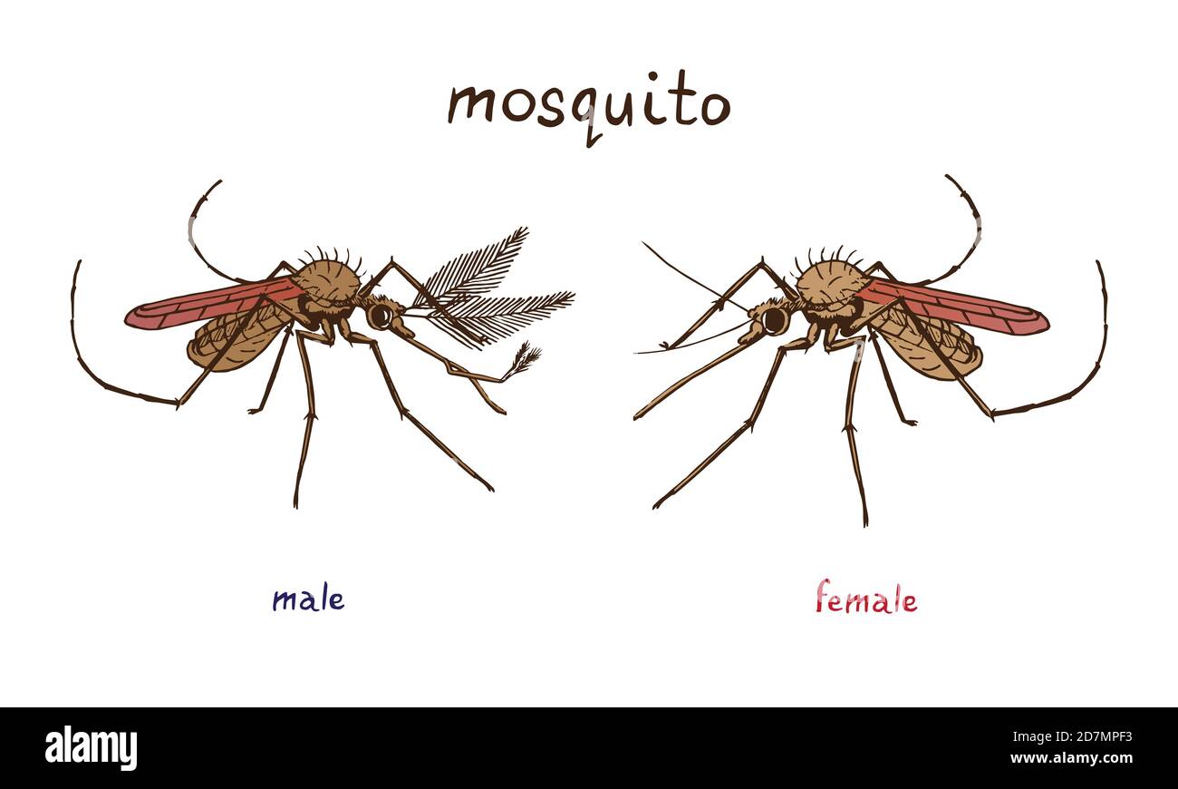 Mosquito female and male, with name, hand drawn doodle sketch, isolated