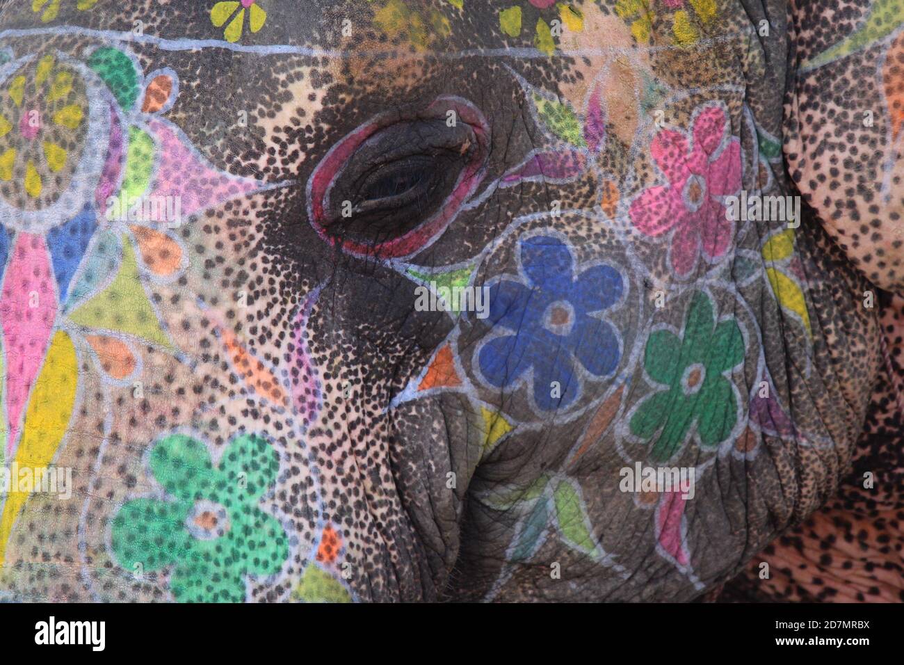 Painted Indian Elephant Stock Photo