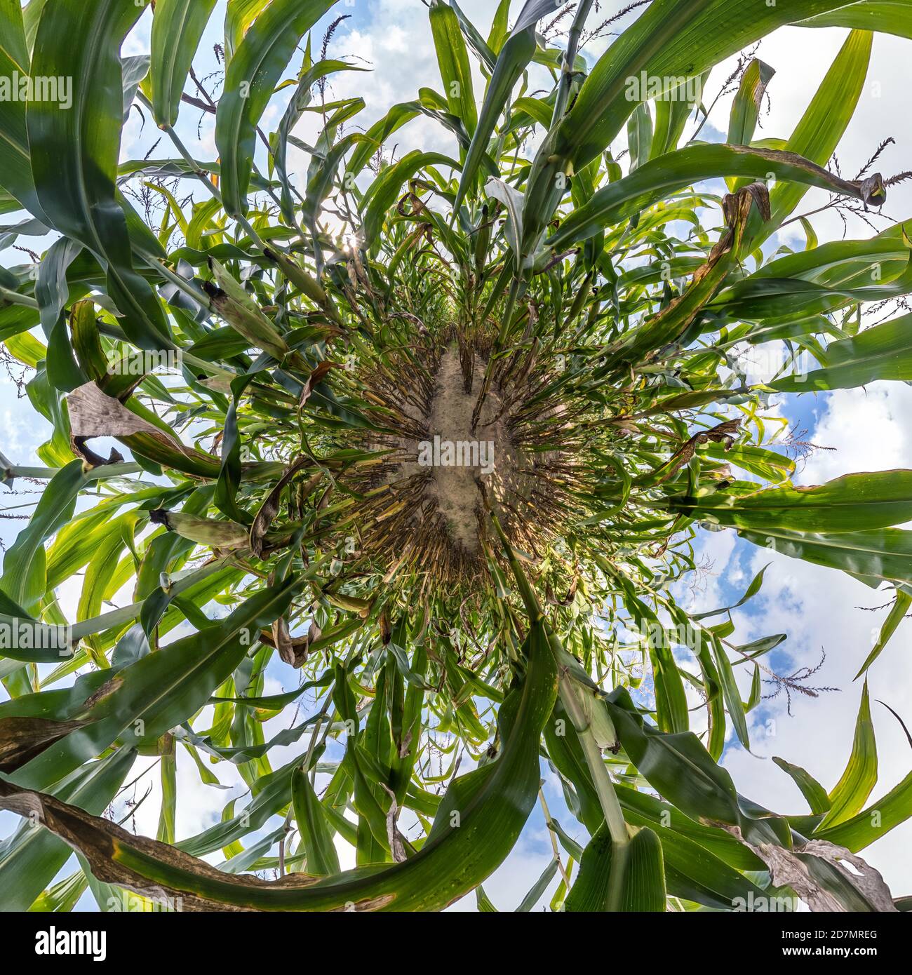 tiny planet transformation of spherical panorama 360 degrees. Spherical abstract aerial view on corn field. Curvature of space. Stock Photo