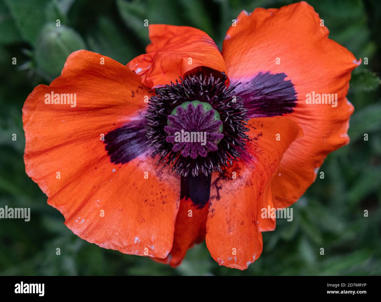 Closeup  with a giant poppy flower. Stock Photo