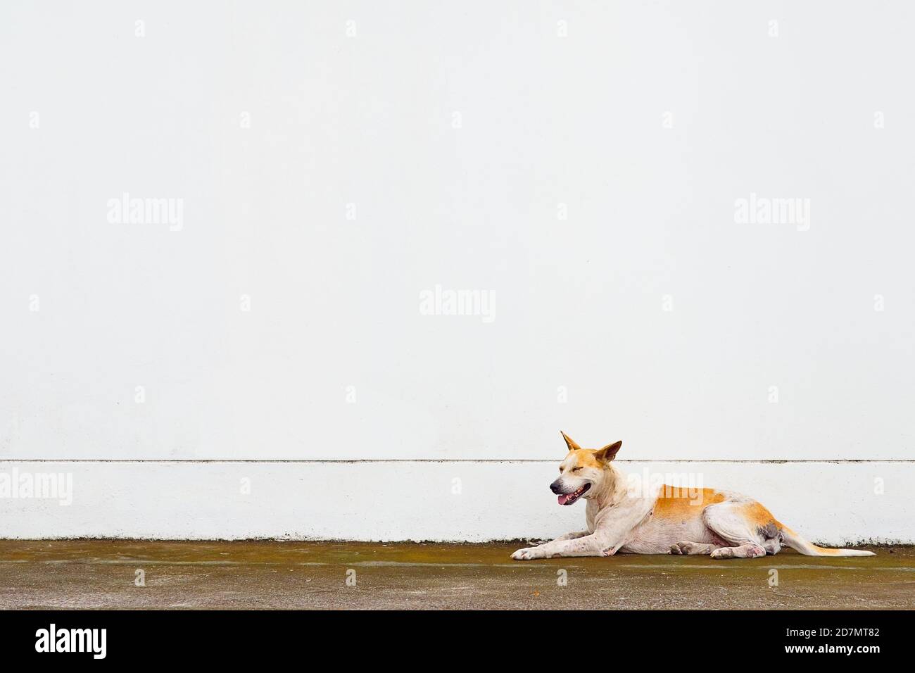 Basenji dog sitting with a white wall in the background Stock Photo - Alamy