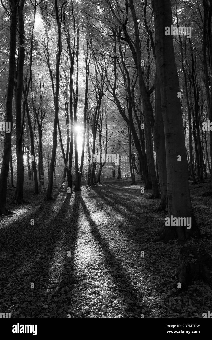 Sunset in a woodland setting casting long shadows over the ground. Stock Photo