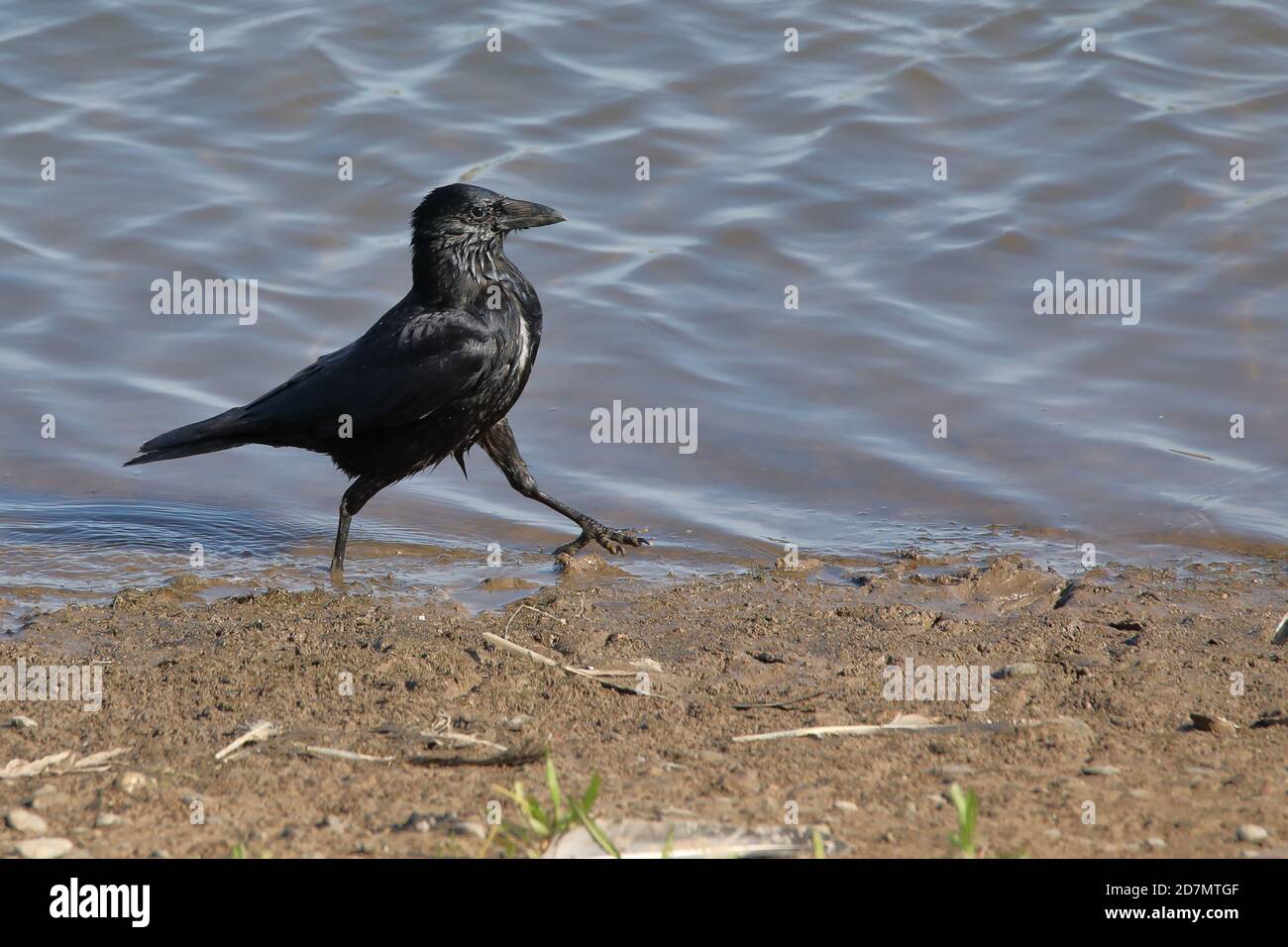 Carrion Crow walking along the shore Stock Photo