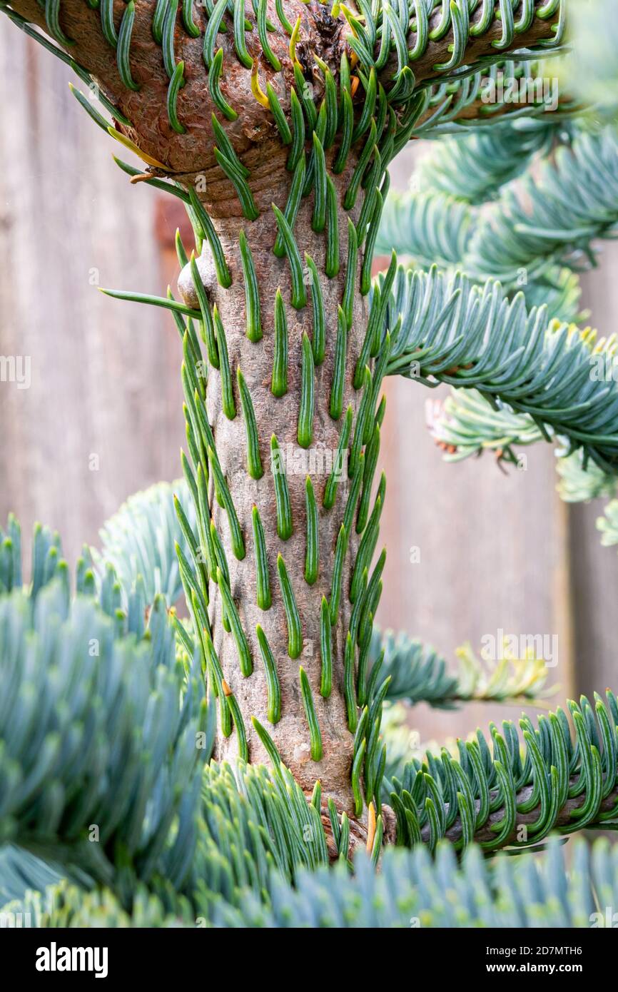 Detailed view of blue green needles on the trunk of noble fir (Abies procera) Stock Photo