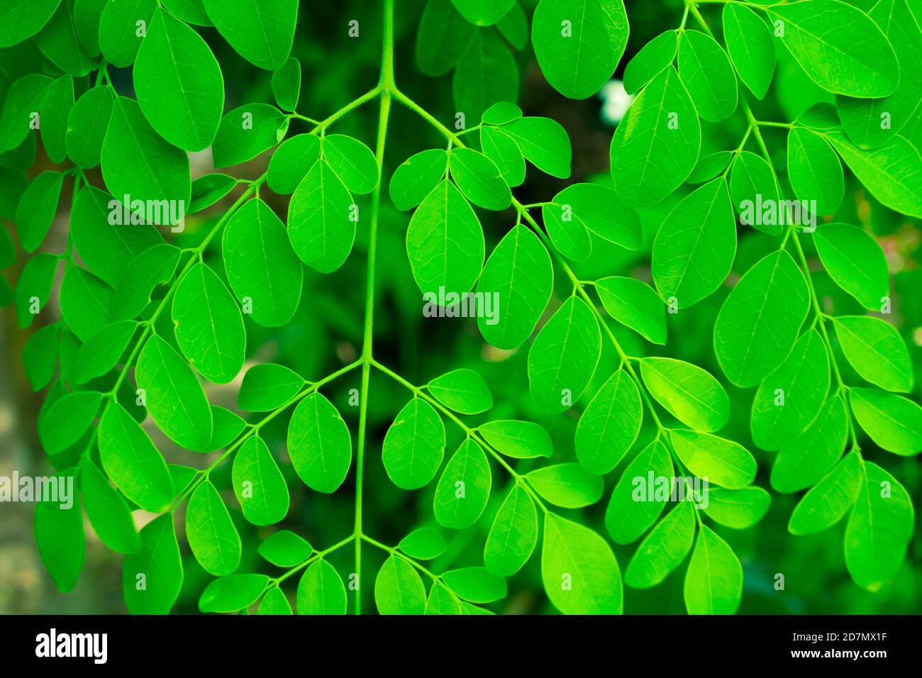 Moringa, leaves (Moringa oleifera Lamk.) Natural Madicine Tree Moringa leaves Background. Stock Photo