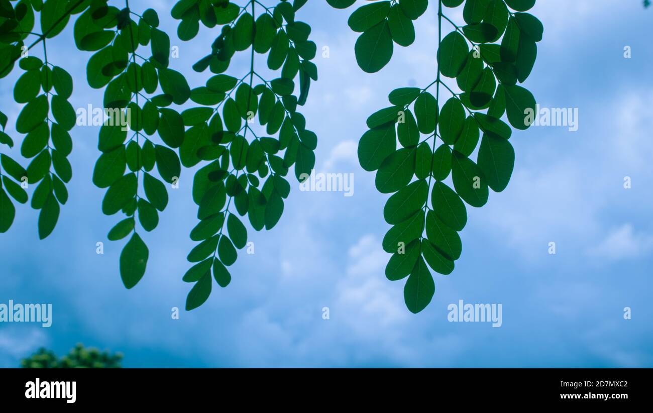 Moringa, leaves (Moringa oleifera Lamk.) Natural Moringa leaves Blue Sky Background. Stock Photo
