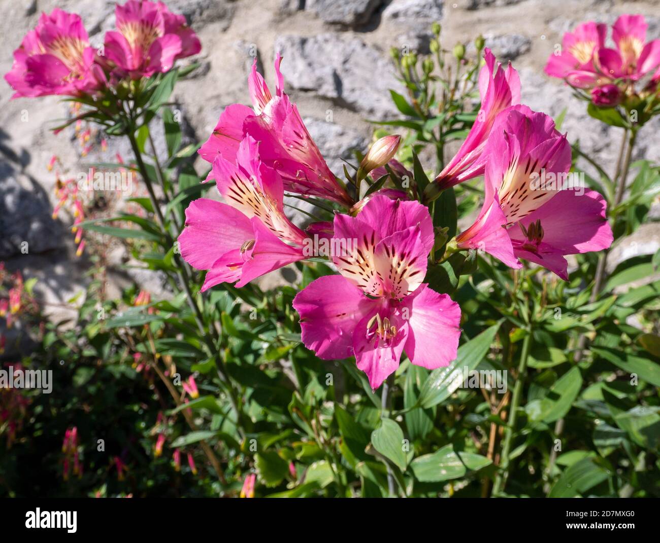 Pink peruvian lily flowers. Alstroemeria in bloom. Stock Photo